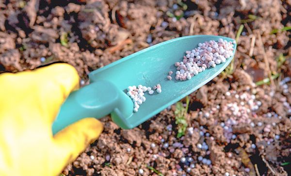  Fertiliser sur la crête de la carotte au printemps