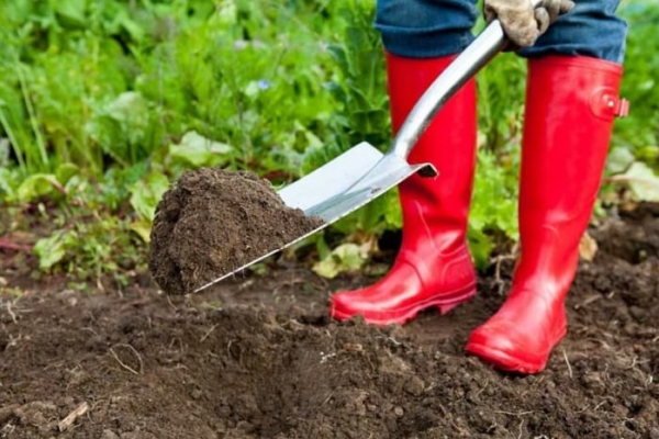  À partir de l’automne, vous devez enlever la parcelle des mauvaises herbes et des plantes de l’année dernière et la fertiliser avec de la matière organique.