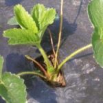  Planter des fraises sur un matériau de couverture