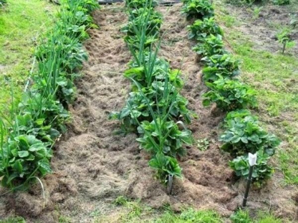  Planter des fraises en rangées