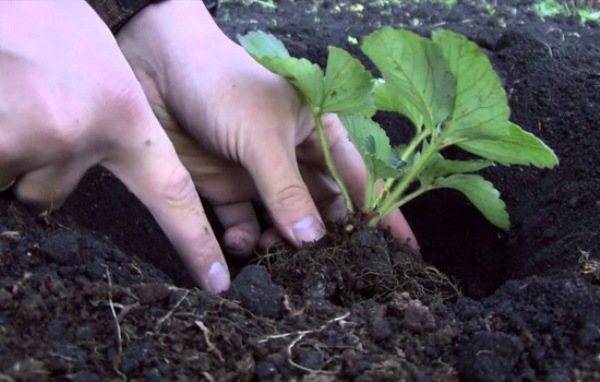  Planter des fraises en pleine terre au printemps