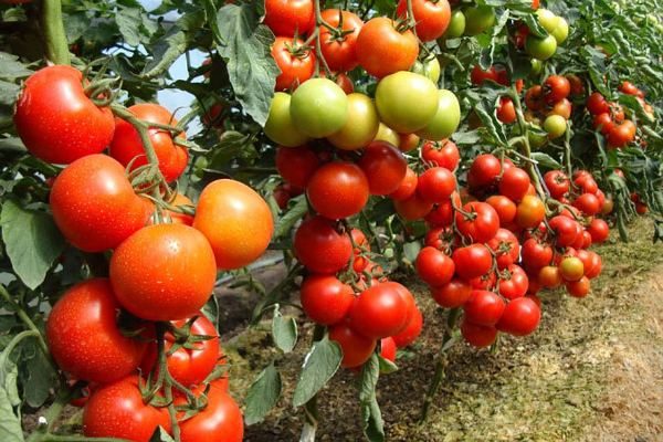  Variété de tomate hybride Blagovest F1