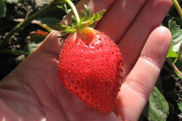  Alan variété fraises: description et caractéristiques, plantation et soin