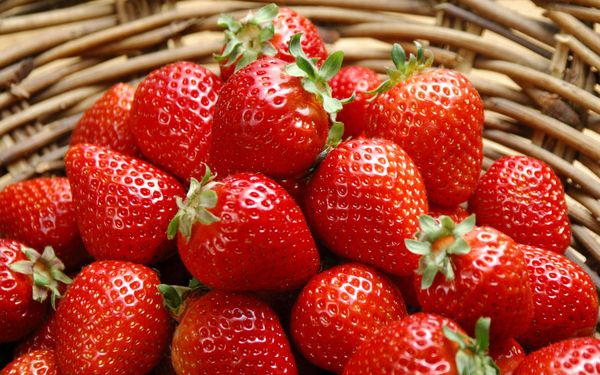  Comment augmenter le rendement de la fraise