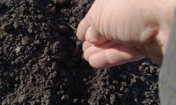  Automne planter des graines d'oignon en pleine terre