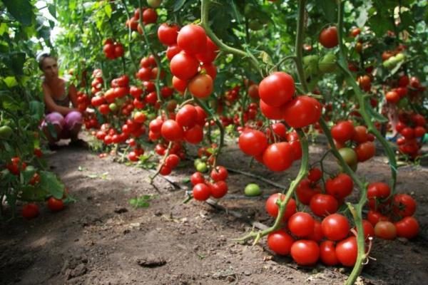  Avec des soins appropriés des arbustes de tomate Blagovest peut obtenir un rendement élevé