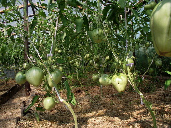  Variété de tomate Budenovka a gagné une grande popularité en raison de son sans prétention aux conditions de culture et de soins