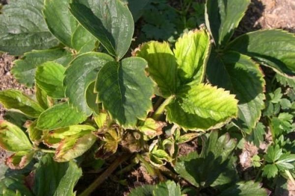  Le jaunissement des feuilles peut être dû à une mauvaise plantation.