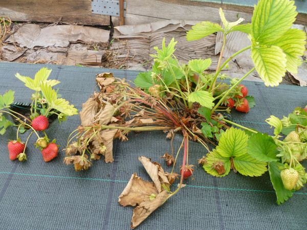  Avec des soins inappropriés, les feuilles de fraise commencent à mourir progressivement.