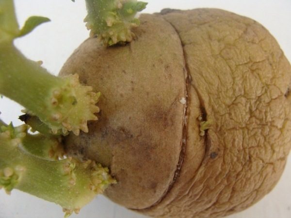  Couper les tubercules de pomme de terre pour stimuler la croissance et produire une récolte riche