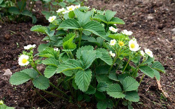  Planter des fraises