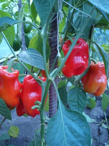  Bogatyr au poivre se distingue par de grands buissons parsemés de gros fruits.