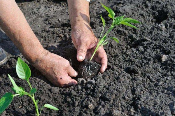  Au mois de juin, on plante des plants de poivron