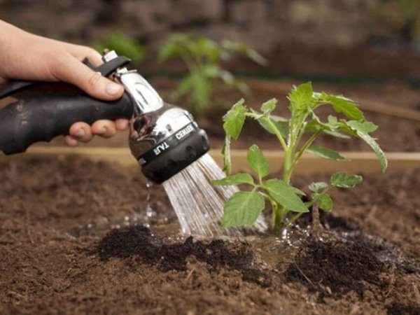  Arrosage besoin de tomates après 6-7 jours, dans la chaleur de l'arrosage est effectuée plus souvent