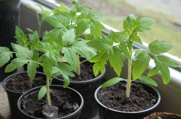  Semis de tomates pincés pour obtenir un buisson plus luxuriant