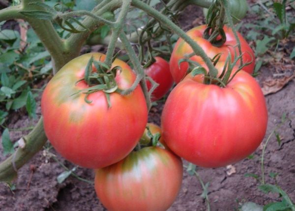  Les tomates roses au miel tolèrent très bien la sécheresse, mais elles sont sujettes aux maladies caractéristiques des cultures de solanacées.