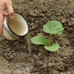  Plant de citrouille prêt à être greffé