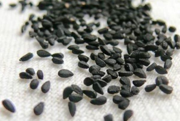  Vérification de la germination des graines de Chernushka
