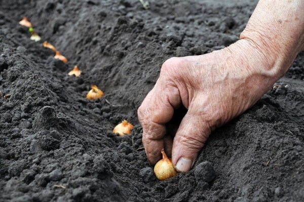  Vous pouvez éviter le tir de précision en plantant des oignons avant l'hiver