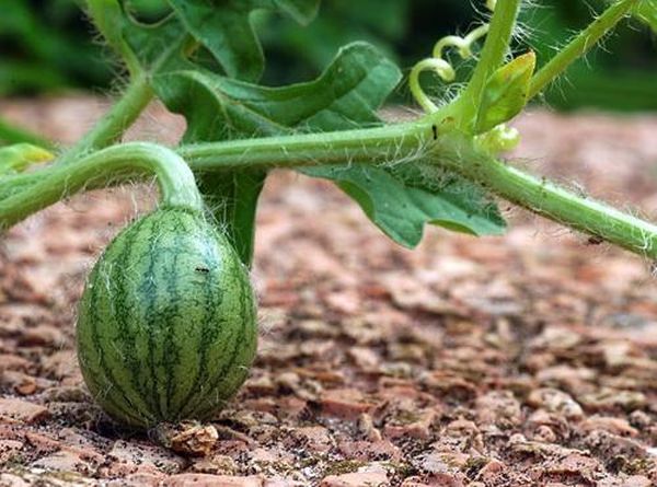  La tige de la pastèque devrait chercher