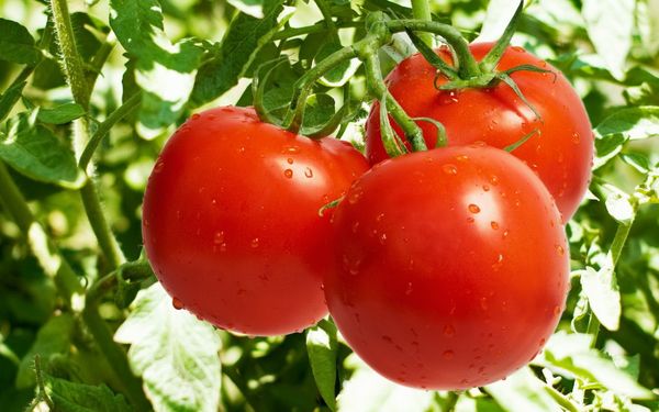  Les meilleures variétés de tomates