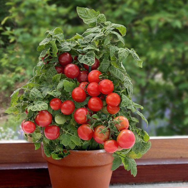  La cerise peut être cultivée comme plante en pot à la maison