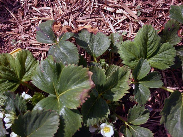  Les bords secs des feuilles de fraise n'indiquent aucune adhérence du bore