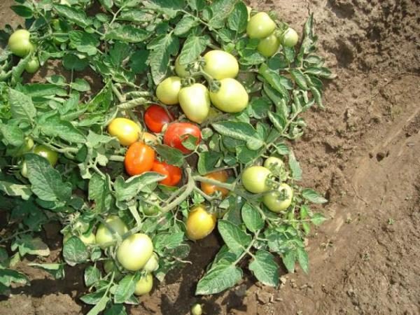  Tomate Shuttle a de bons rendements