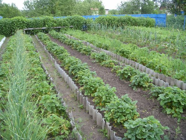  Des fraises de différentes variétés se plantent mieux dans des lits différents