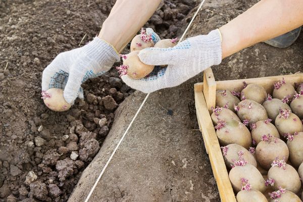  Comment planter des pommes de terre au printemps
