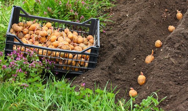  Les pommes de terre ne peuvent être plantées que lorsque le givre passera