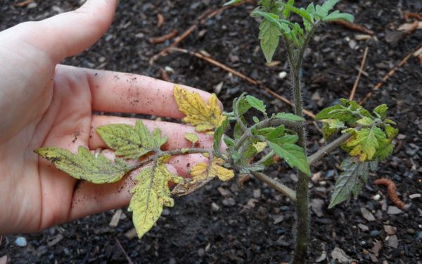  Pourquoi les feuilles des plants de tomates jaunissent