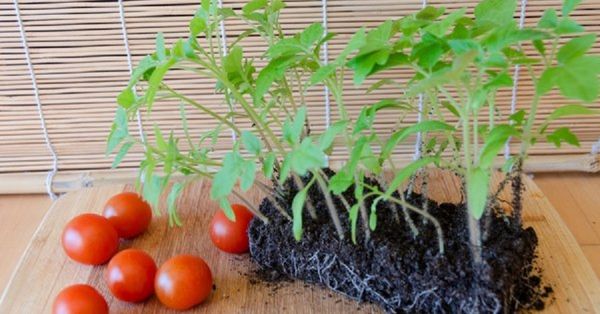  Si les racines des plants sont proches, la tomate peut tomber malade