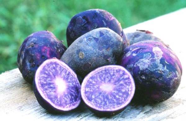  Pommes de terre violettes