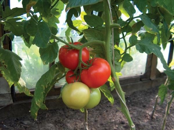  Variété de tomate moyenne tardive Miracle du marché