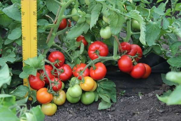  Les premières tomates sont recommandées pour la culture, à la fois dans les champs ouverts et dans les serres