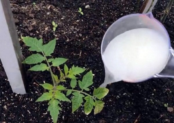  Pour augmenter le rendement en tomates, les plantes doivent être nourries avec des engrais organiques et minéraux.