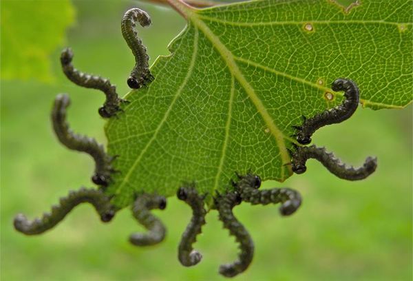  Les principaux ravageurs des plants de tomates