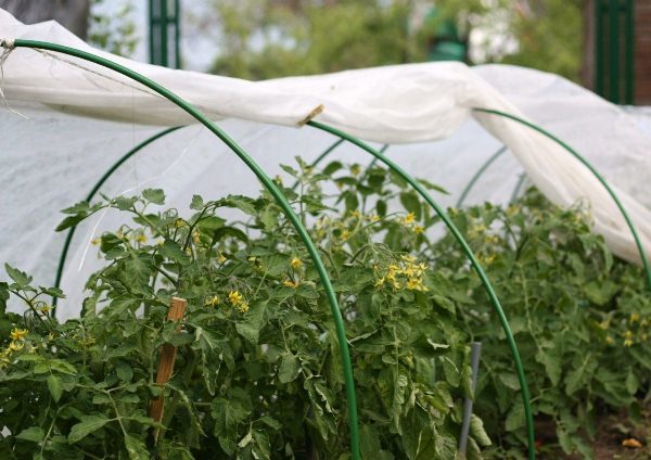  Cultiver des tomates dans une serre