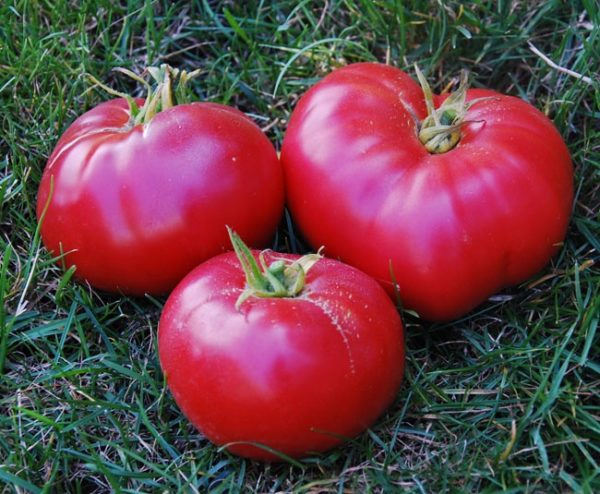  Tomates mûres et juteuses Mexique