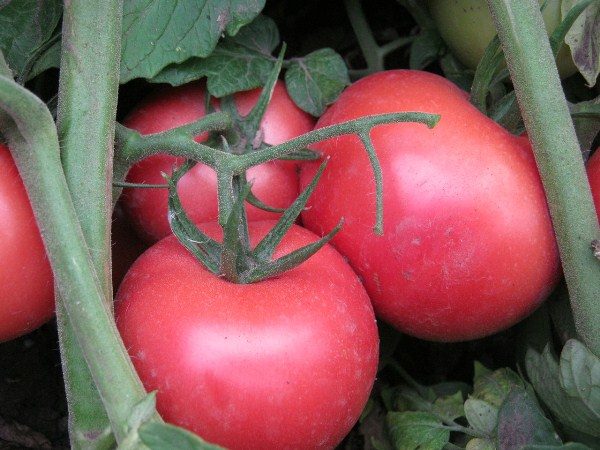  Tomate Rose Bush