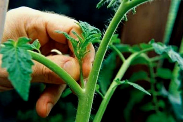  Les tomates de Big Mommy ne nécessitent pas de pasynkovaya, mais l'élimination rapide des pousses en excès augmente la récolte