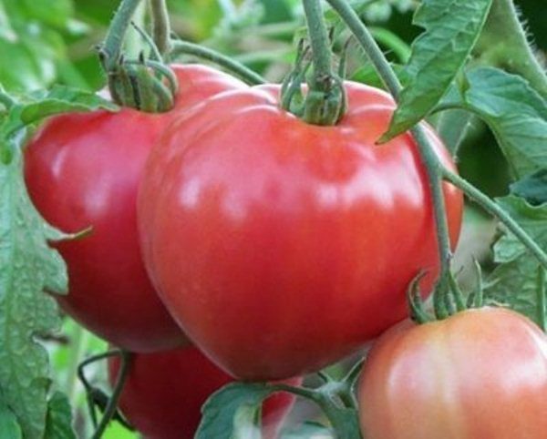  Les fruits en forme de cœur des tomates de Big Mommy atteignent un poids de 350 grammes chacun.
