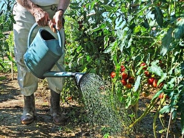  Arroser correctement les tomates sur un terrain dégagé est très important pour la croissance et la fructification.