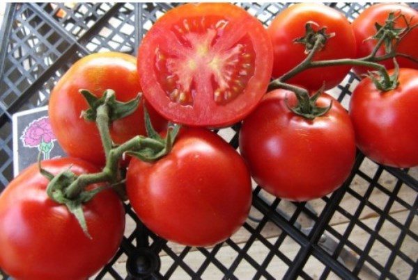  Les tomates Riddle sont idéales pour les salades, les sauces, très bonnes pour le marinage de fruits entiers