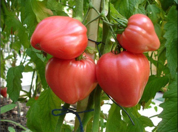  Le rendement de la tomate Mazarini haute, sur le pinceau est formé de 5-6 ovaires