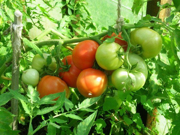  Lors de la culture de tomates Miracle du marché dans le rendement en serre va diminuer