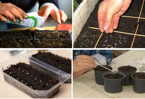  Planter des semences de tomates au début sur des plantules