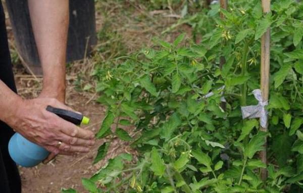  Pour la prévention du mildiou et d’autres maladies, l’arrosage des tomates avec la bouillie de Bordeaux est effectué de la fin juin au début juillet.