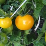  Les variétés de tomates les plus populaires